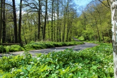 Egton-wild-garlic