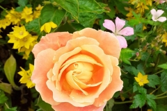 Egton Station Adopters